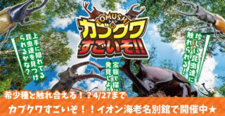 カブトムシ　クワガタ　イベント　海老名　子供　カブクワ